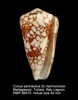 Conus pennaceus (f) marmoricolor.jpg - Conus pennaceus (f) marmoricolor Melvill,1900